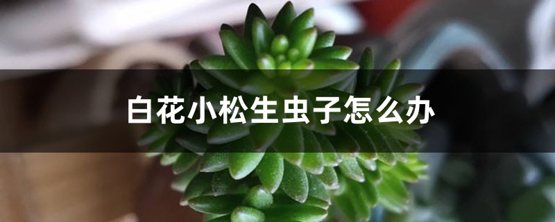 白花小松生虫子如何办