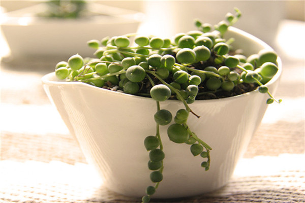 绿之铃虫害及预防和治疗办法