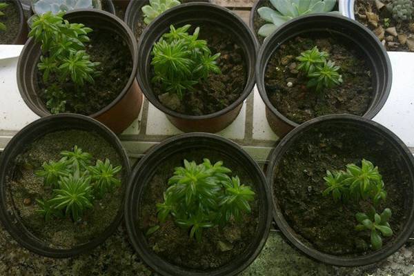 斧叶椒草常见病虫害及预防和治疗办法