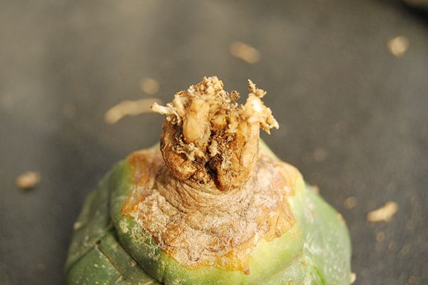 星球病虫害及预防和治疗办法