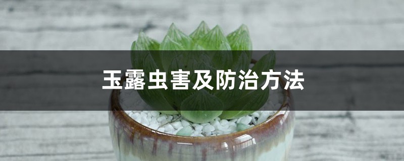 玉露虫害及预防和治疗办法