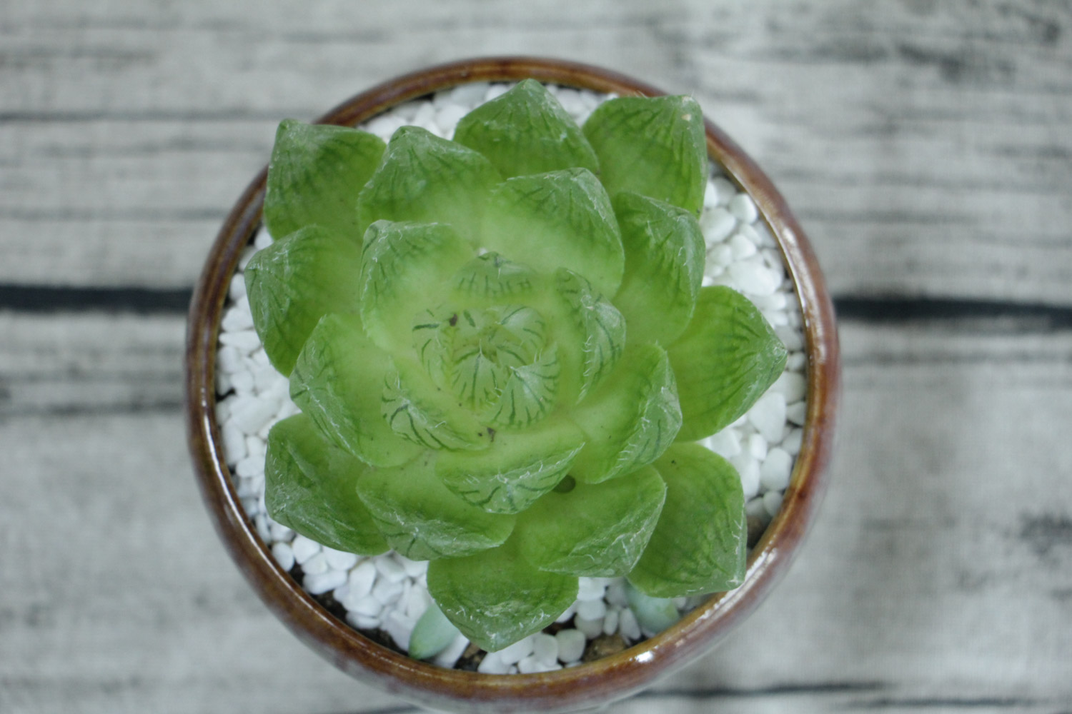 玉露虫害及预防和治疗办法