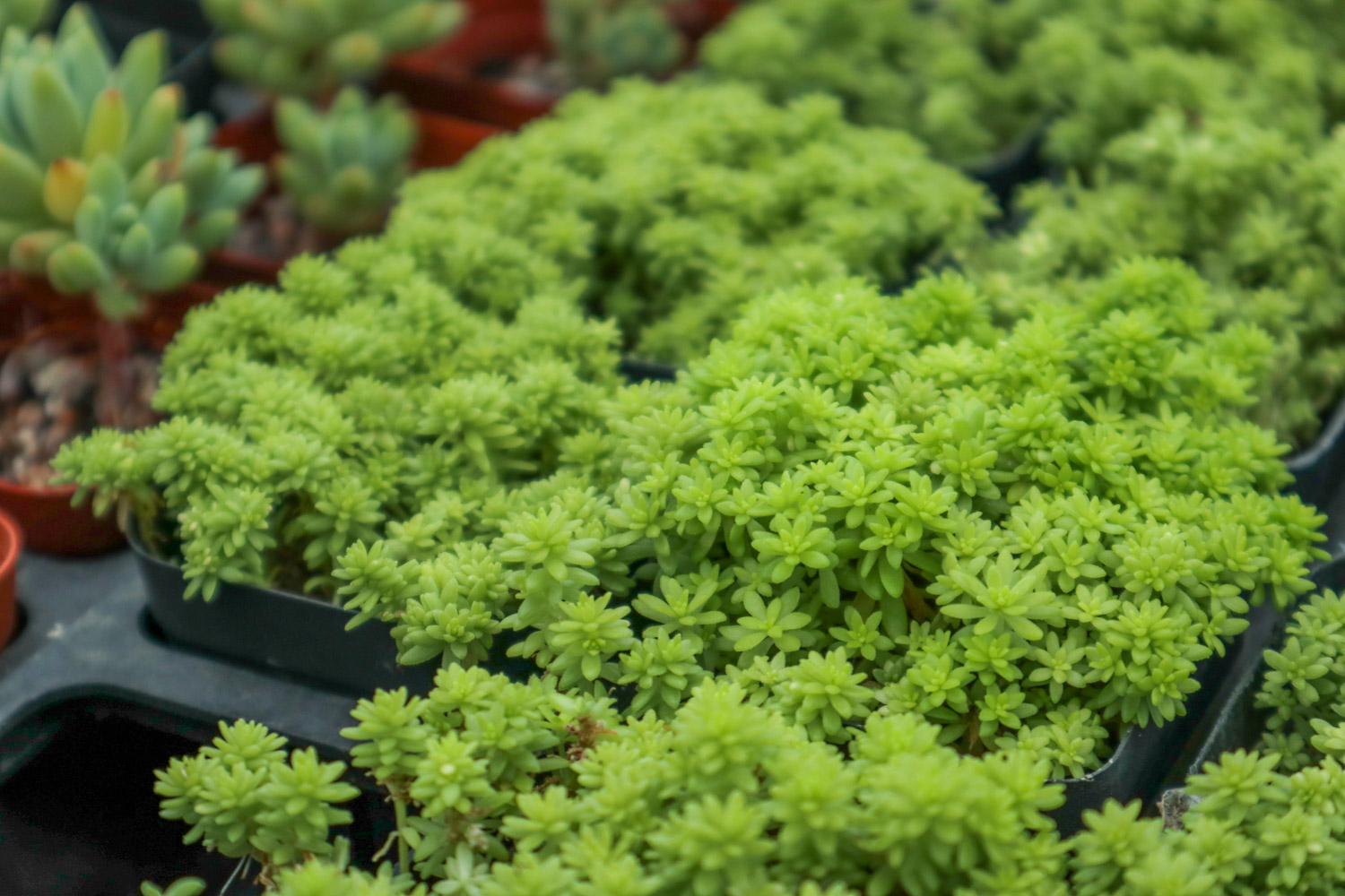 黄金万年草 黄金万年草长虫子如何办