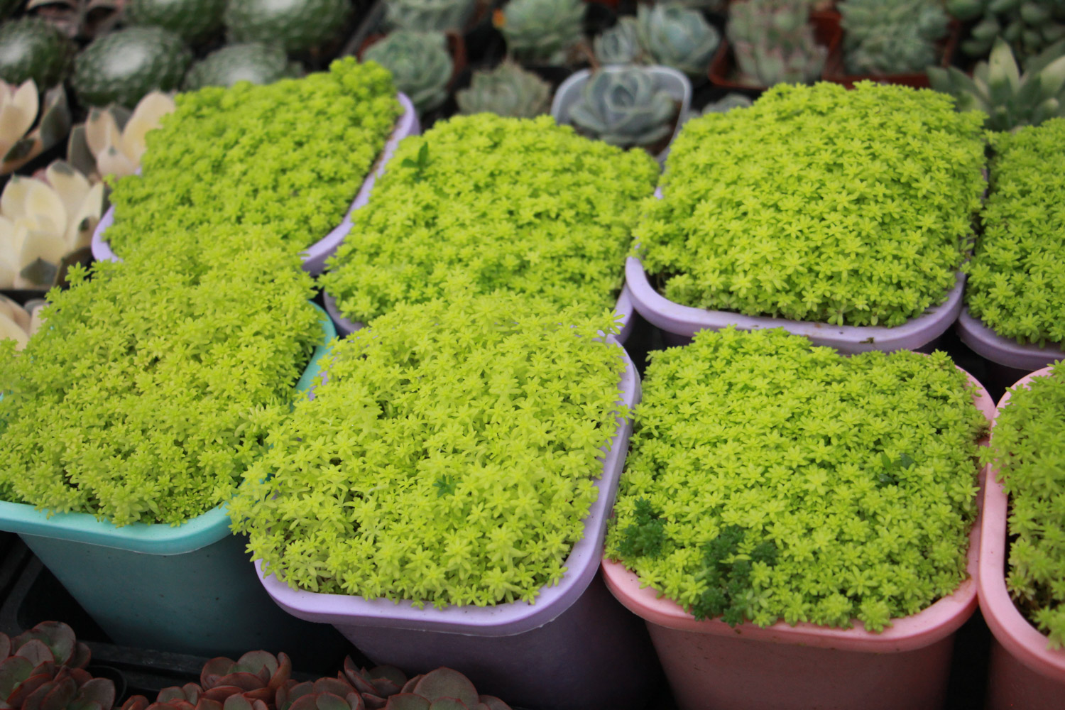 黄金万年草 黄金万年草长虫子如何办