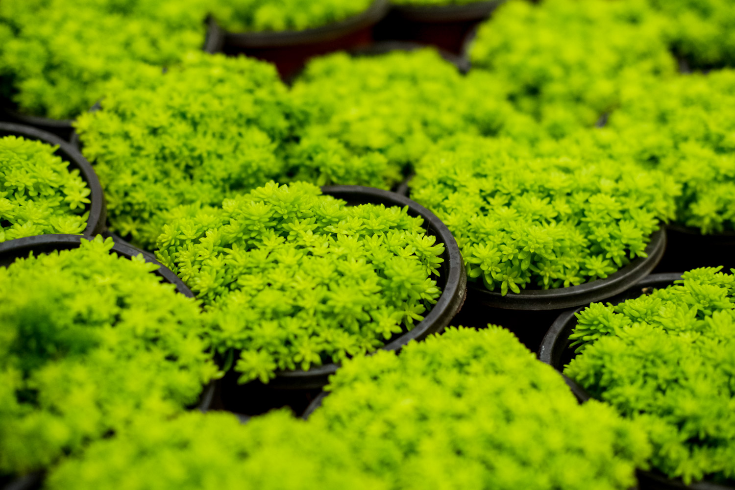 黄金万年草 黄金万年草长虫子如何办