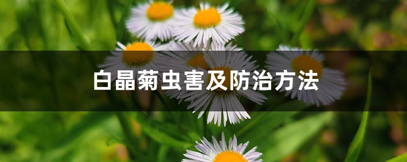 白晶菊虫害及预防和治疗办法