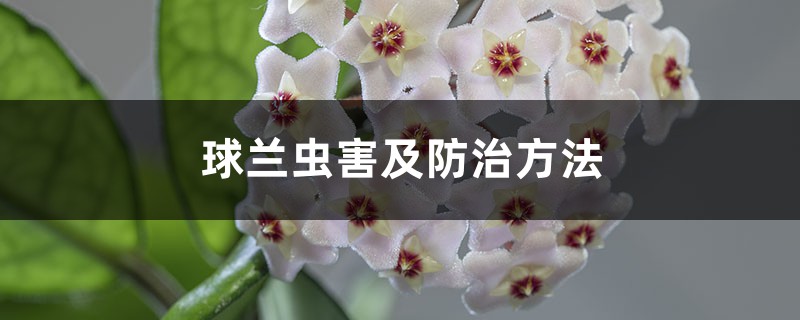 球兰虫害及预防和治疗办法