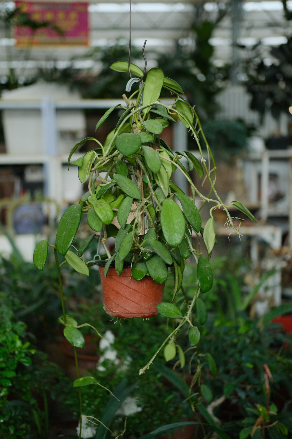 球兰虫害及预防和治疗办法