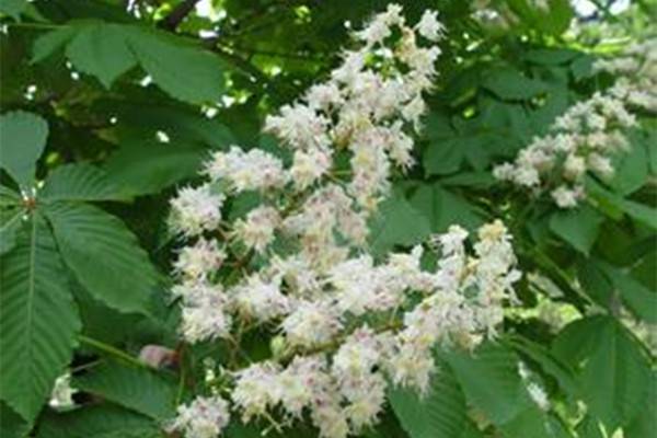 七叶树病虫害及预防和治疗办法