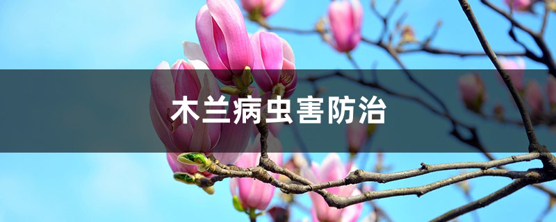 木兰病虫害预防和治疗