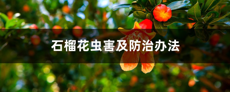 石榴花虫害及预防和治疗办法