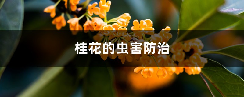 桂花的虫害预防和治疗