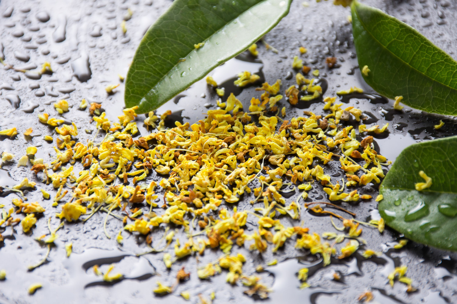 桂花的虫害预防和治疗