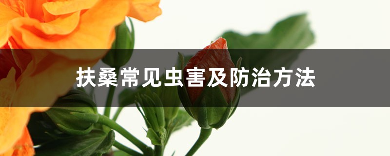 扶桑常见虫害及预防和治疗办法