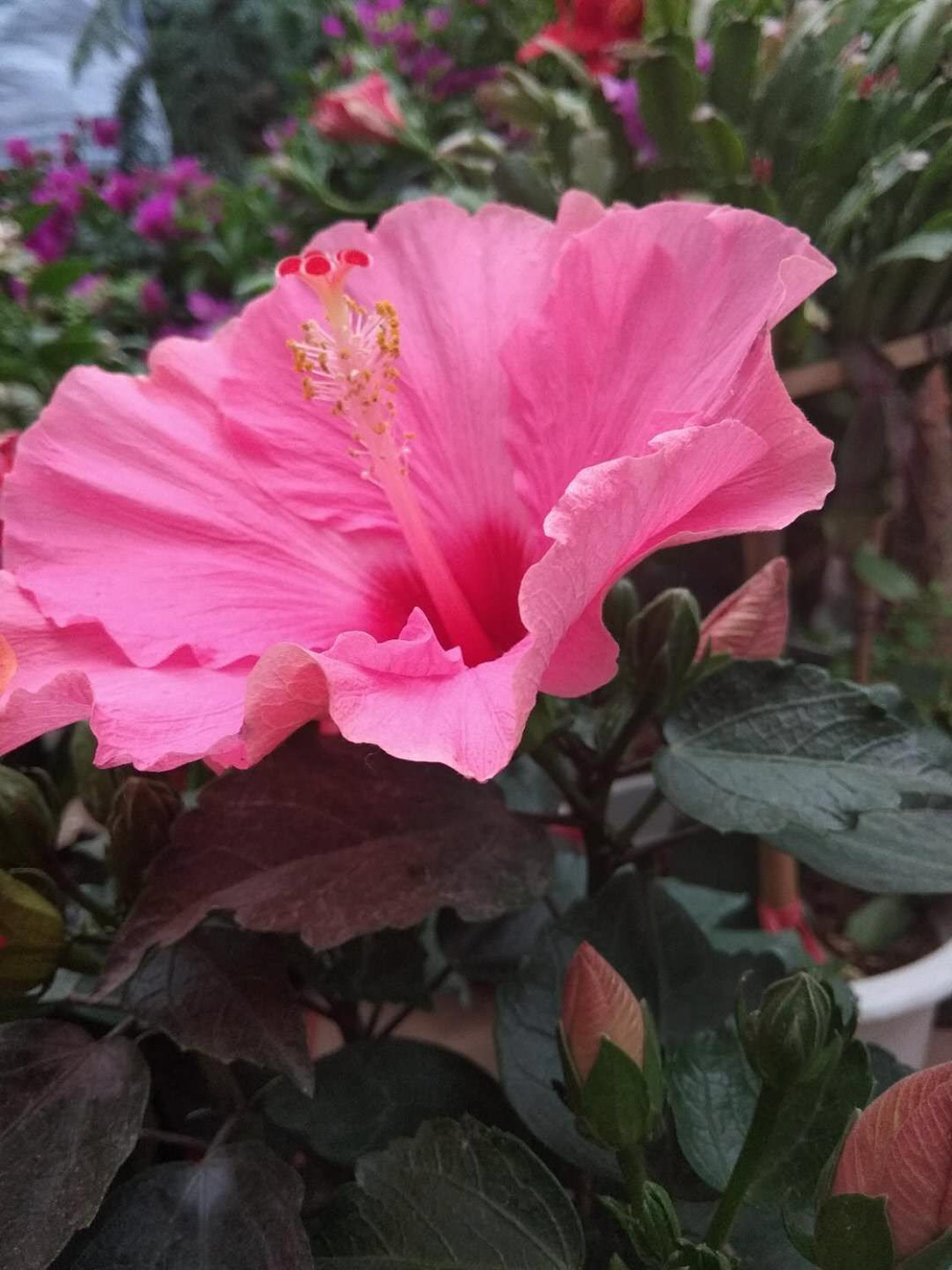 扶桑常见虫害及预防和治疗办法