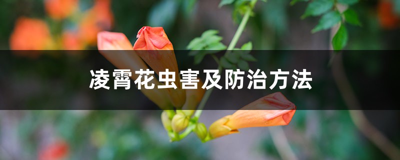 凌霄花虫害及预防和治疗办法