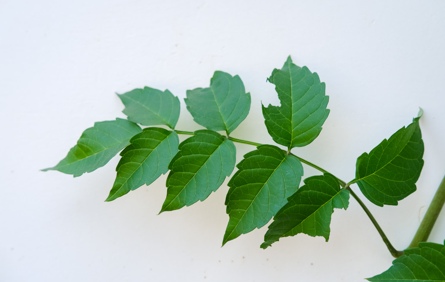 凌霄花虫害及预防和治疗办法