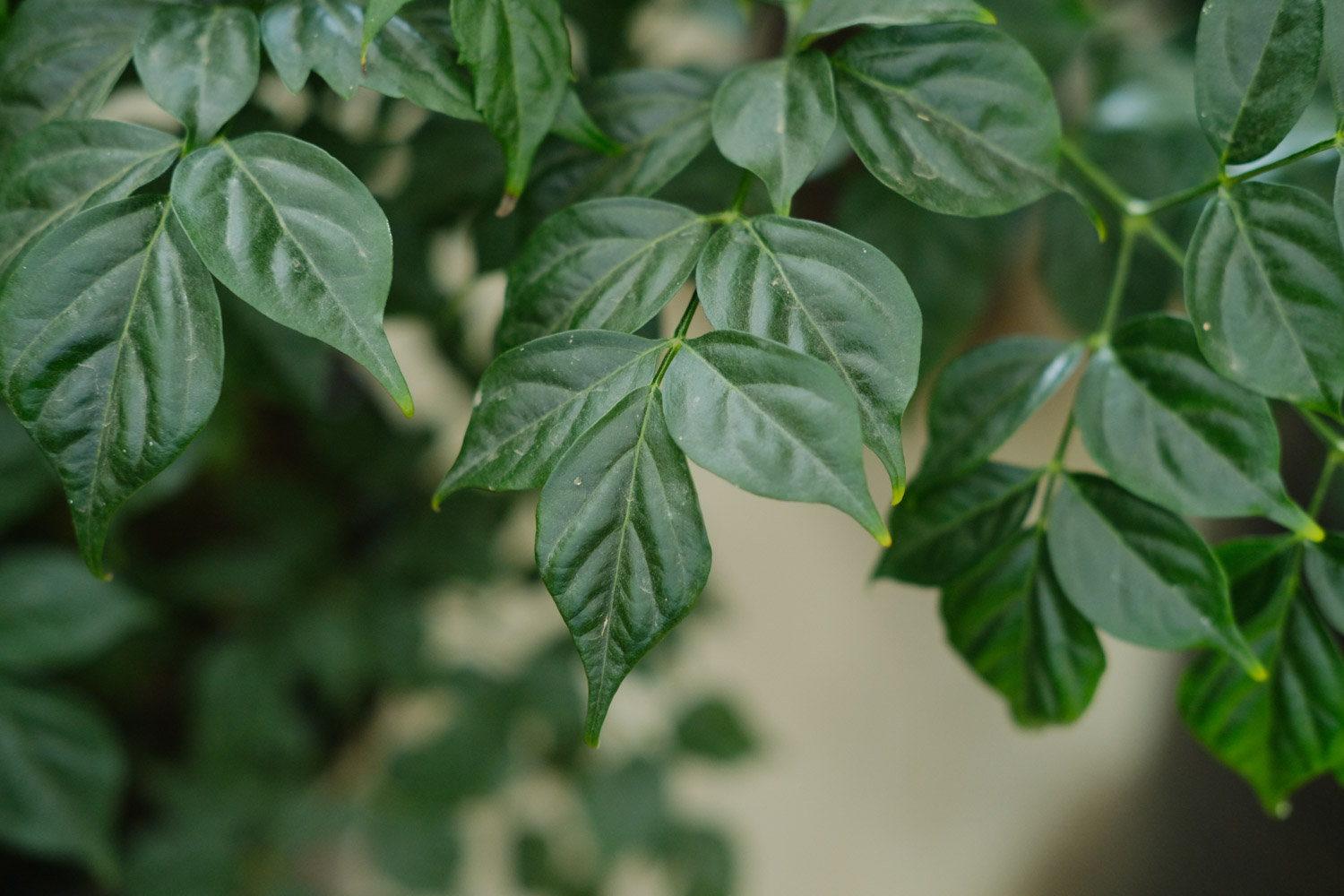 幸福树的虫害预防和治疗