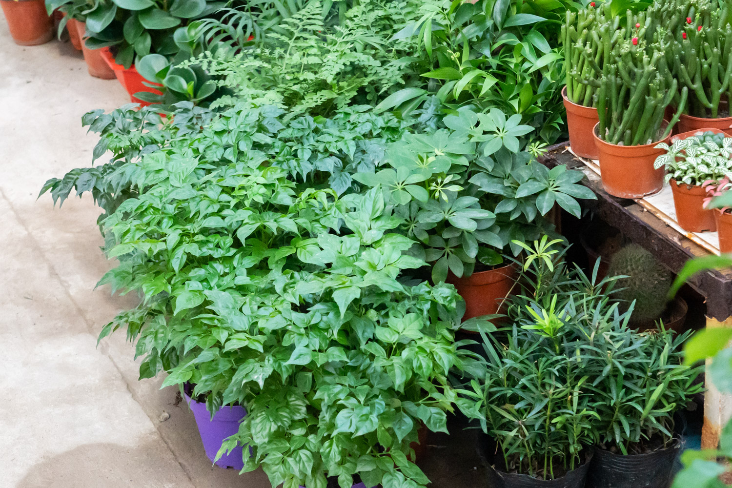 幸福树的虫害预防和治疗