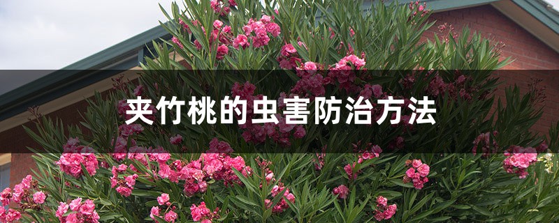 夹竹桃的虫害预防和治疗办法