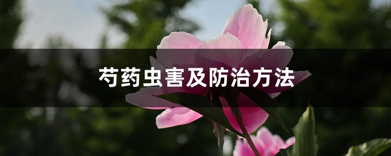 芍药虫害及预防和治疗办法