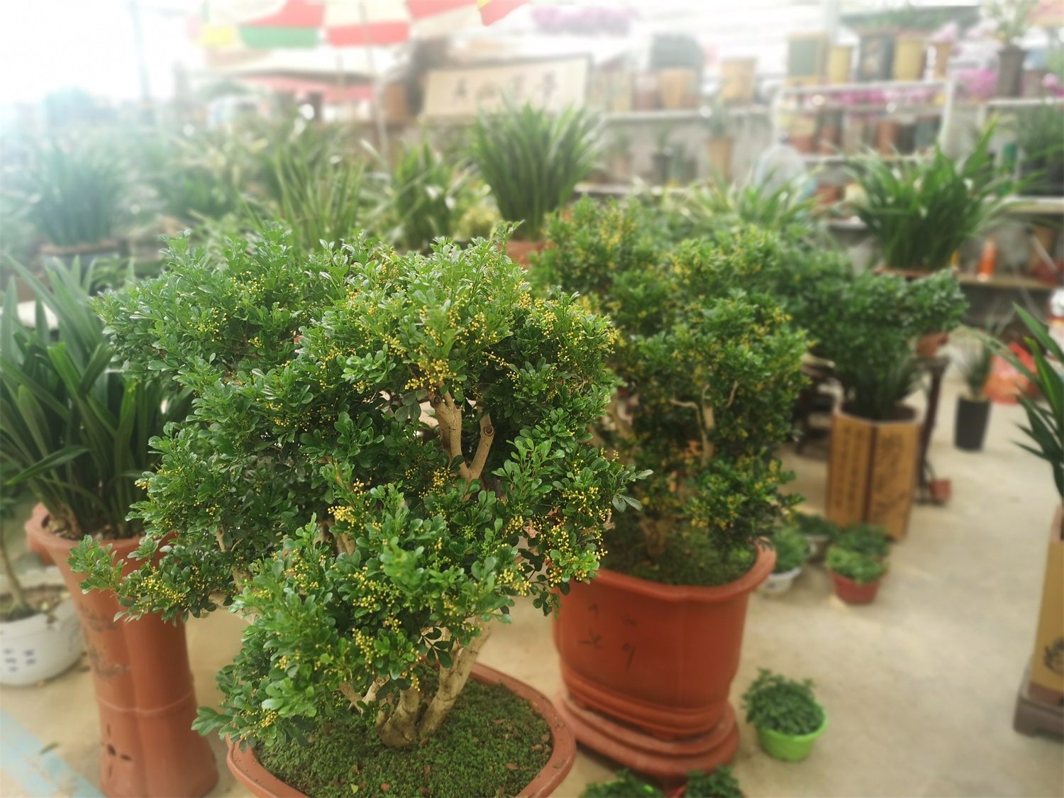 米兰虫害及预防和治疗办法