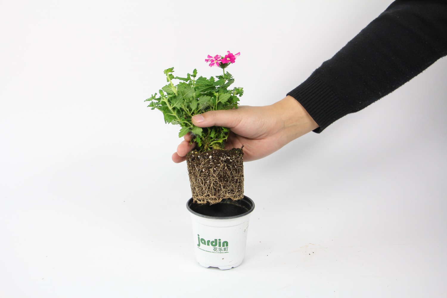 美女樱的虫害预防和治疗