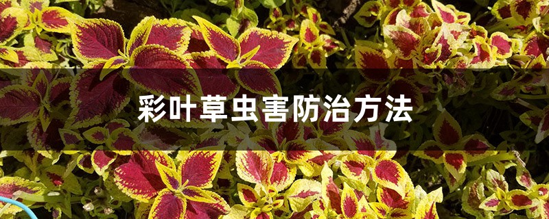 彩叶草虫害预防和治疗办法