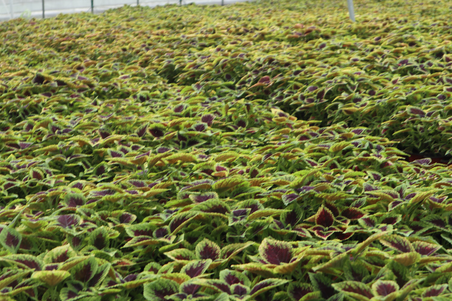 彩叶草虫害预防和治疗办法