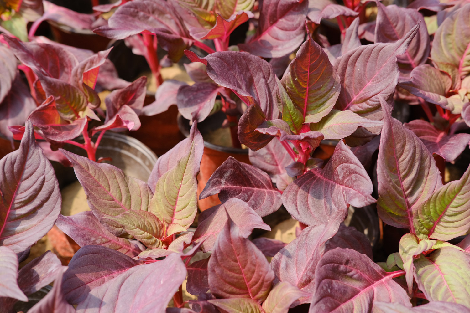 彩叶草虫害预防和治疗办法