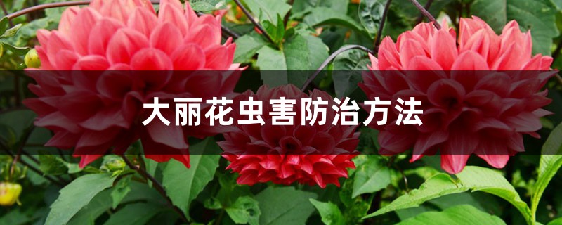 大丽花虫害预防和治疗办法