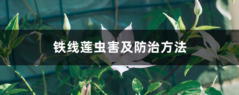 铁线莲虫害及预防和治疗办法