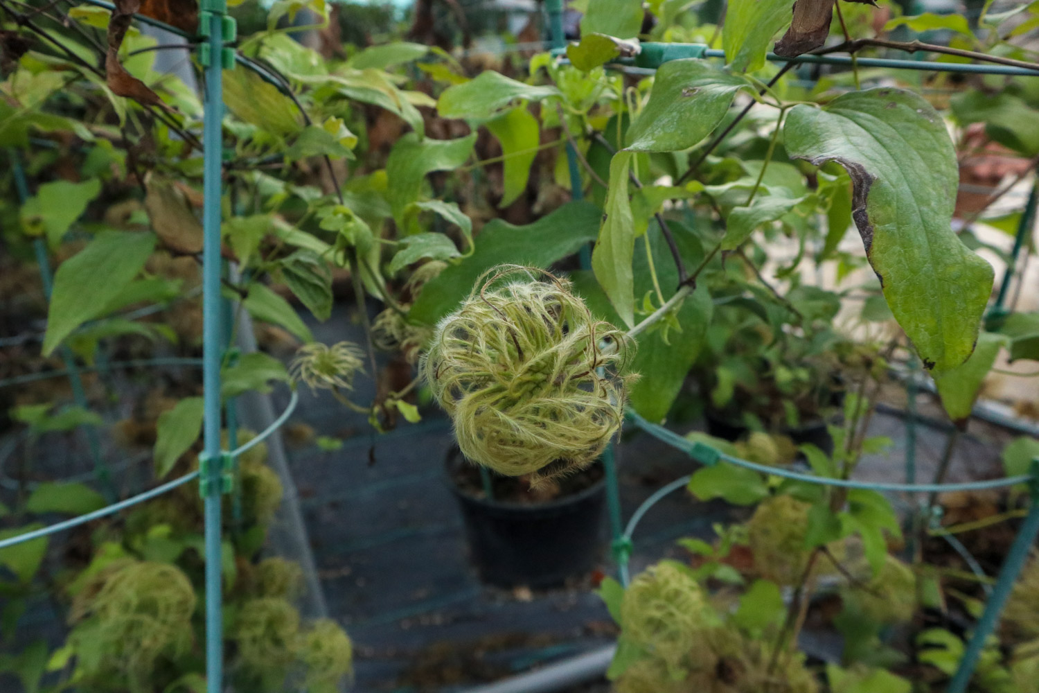 铁线莲虫害及预防和治疗办法