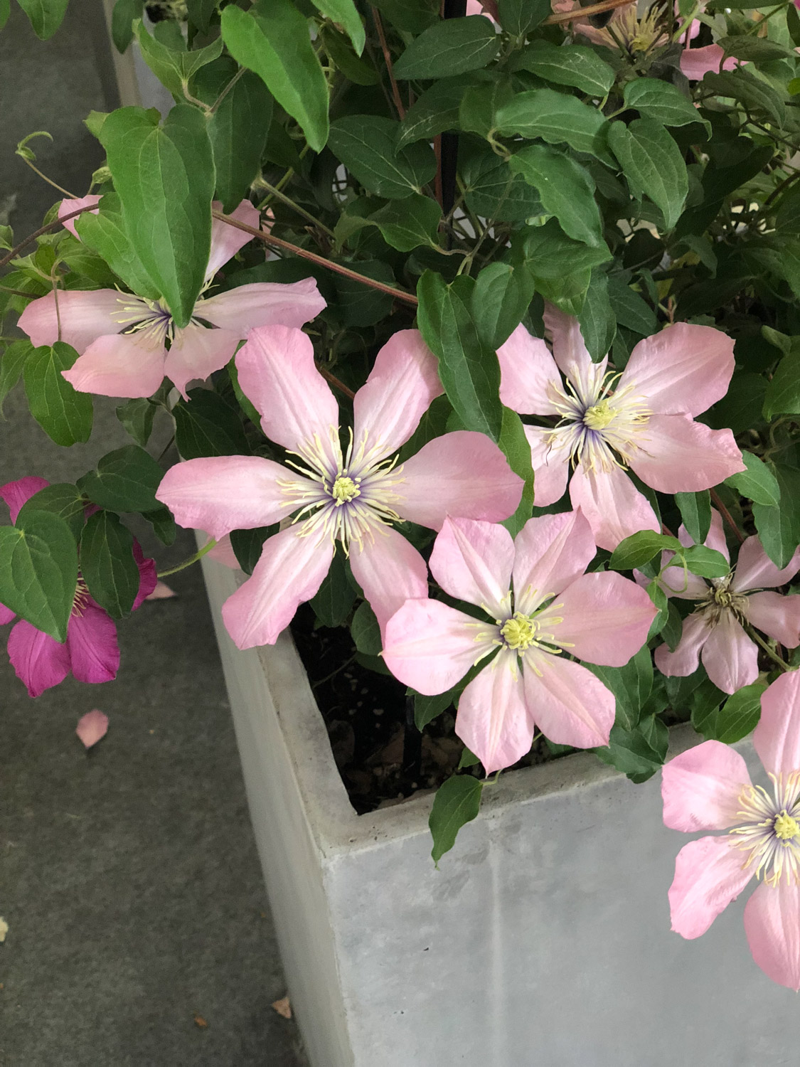 铁线莲虫害及预防和治疗办法