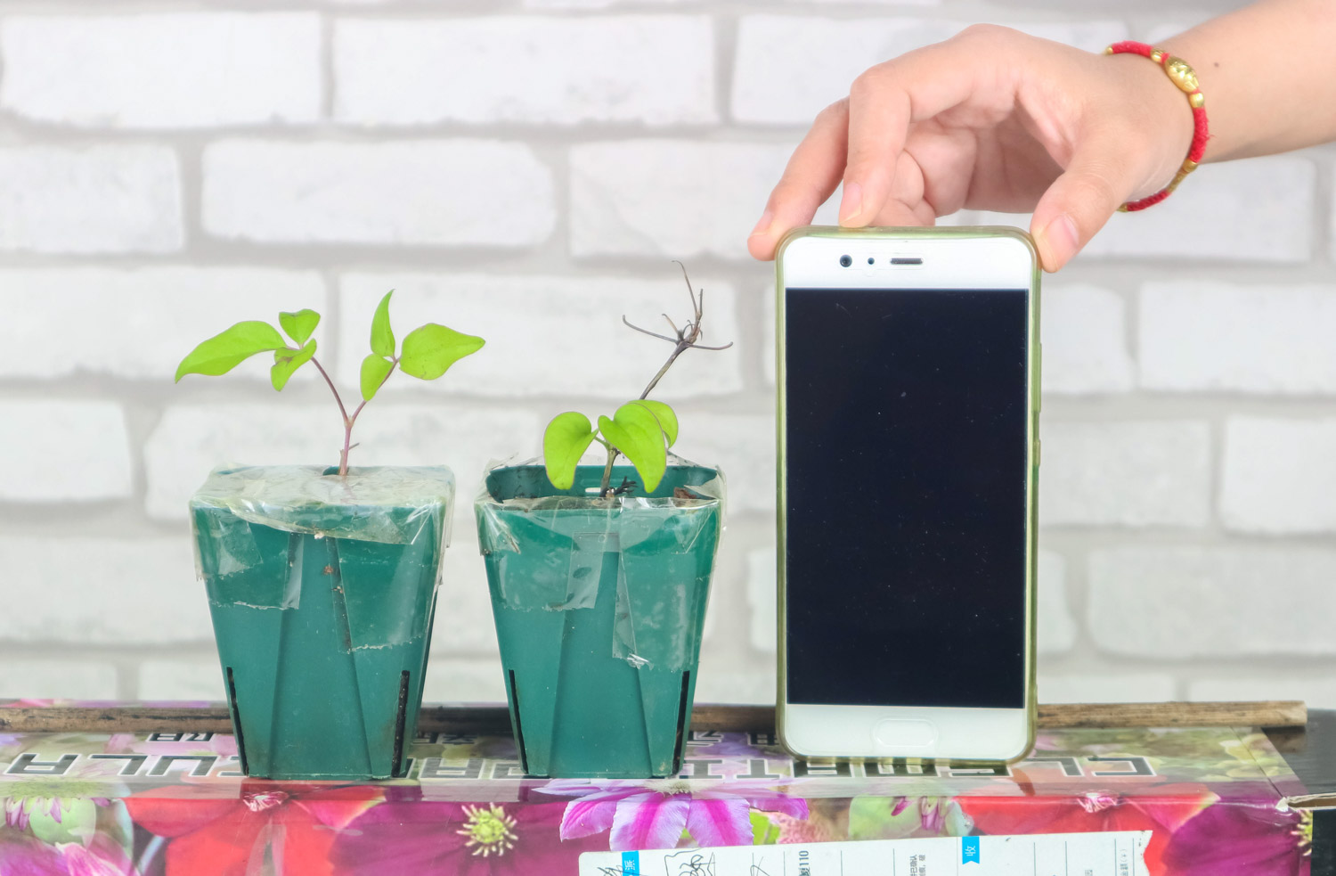 铁线莲虫害及预防和治疗办法