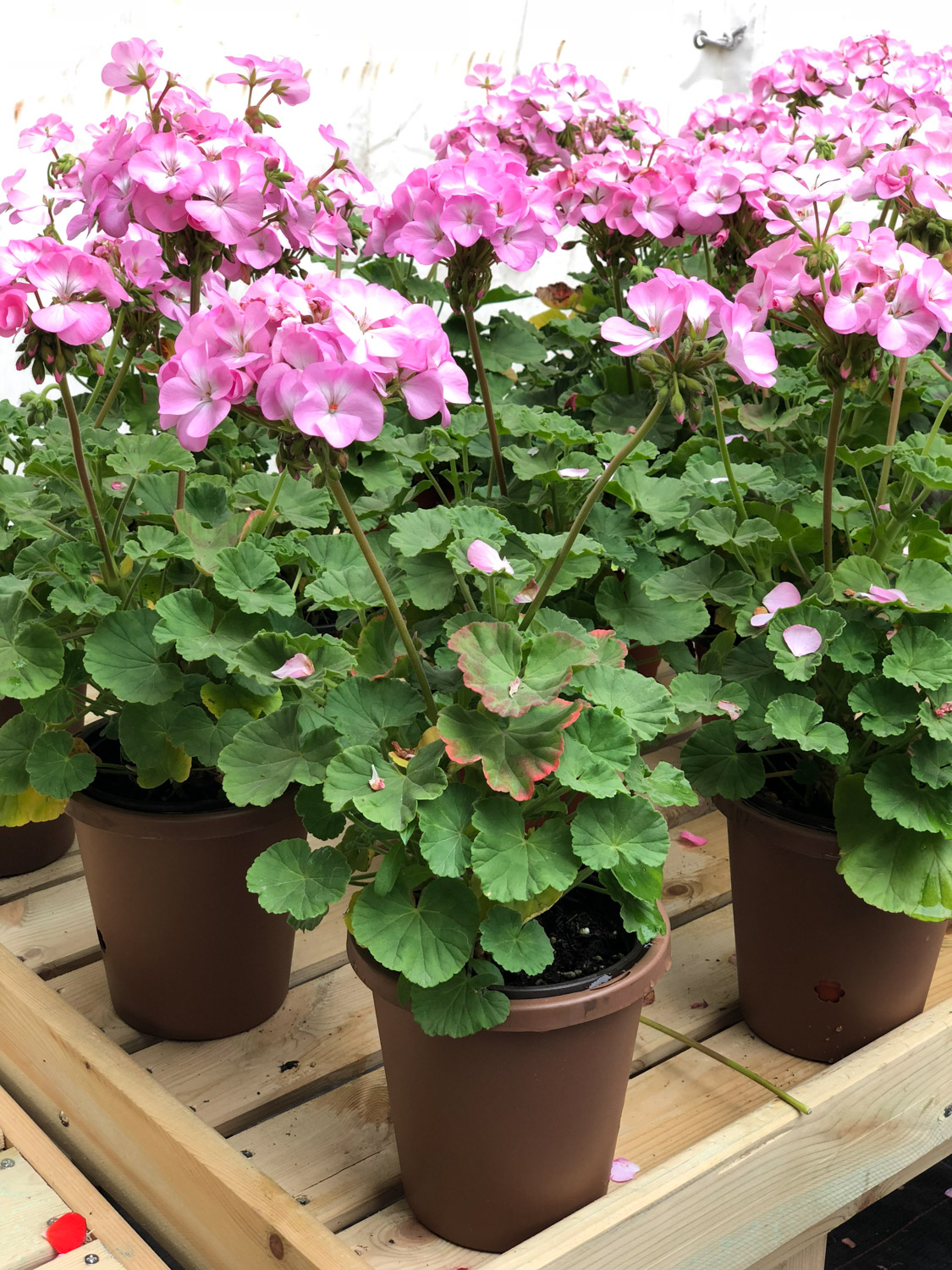 天竺葵病虫害及预防和治疗办法