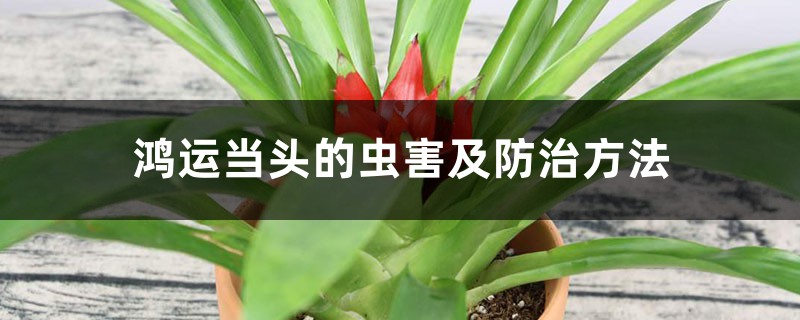 鸿运当头的虫害及预防和治疗办法