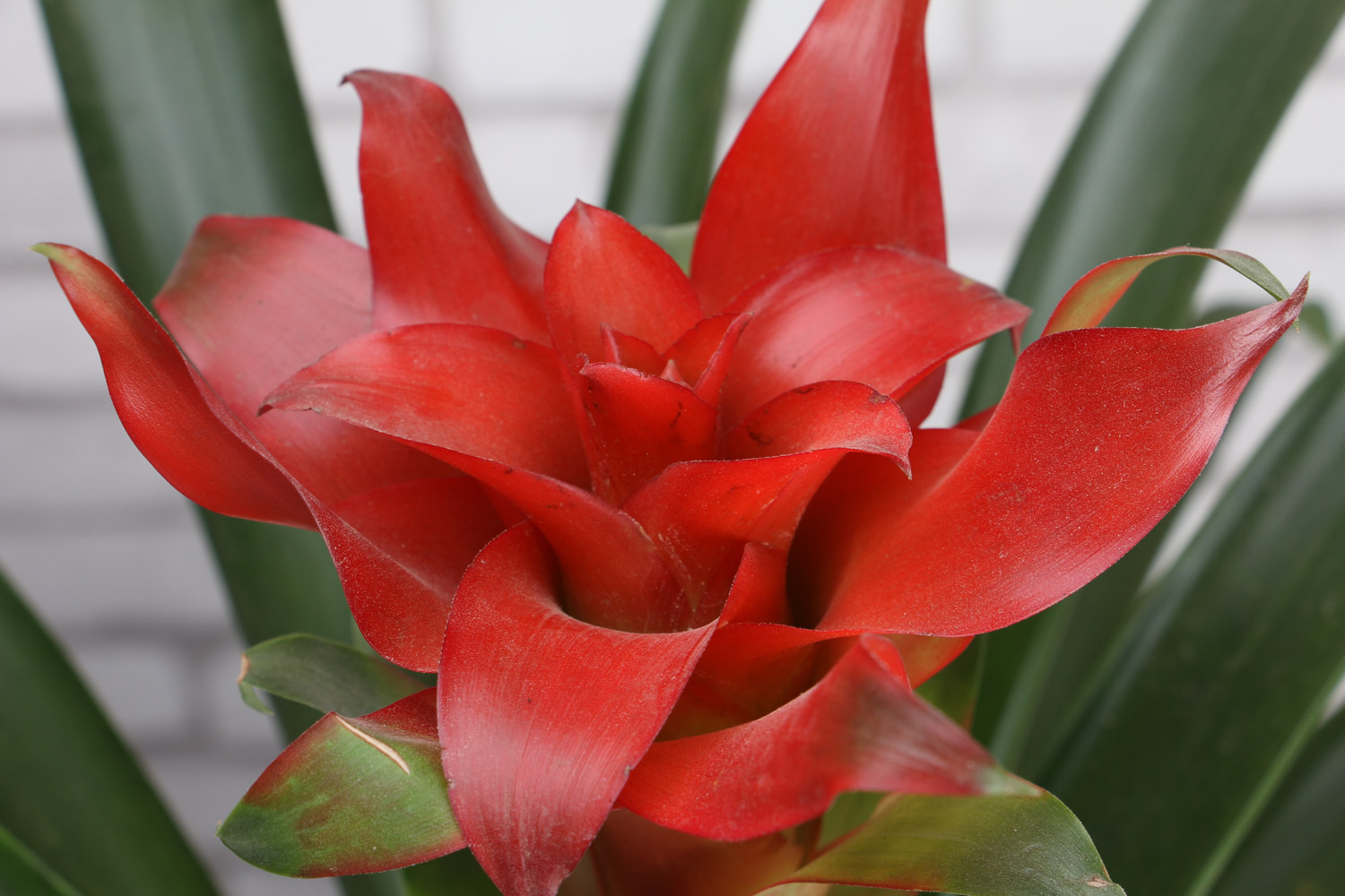 鸿运当头的虫害及预防和治疗办法