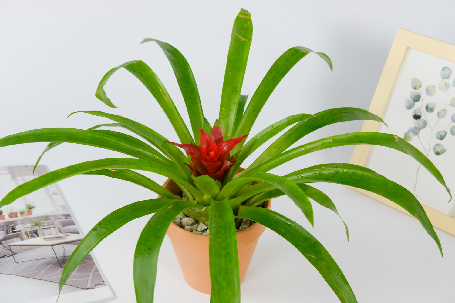 鸿运当头的虫害及预防和治疗办法