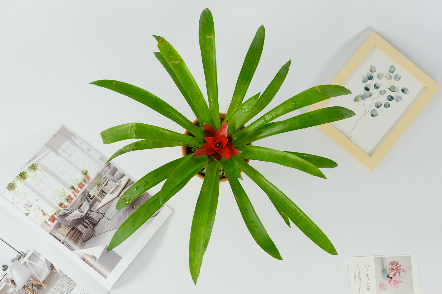 鸿运当头的虫害及预防和治疗办法