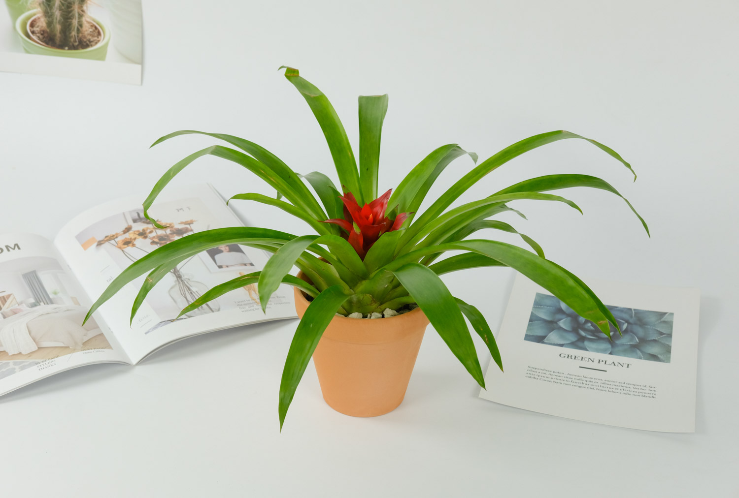 鸿运当头的虫害及预防和治疗办法