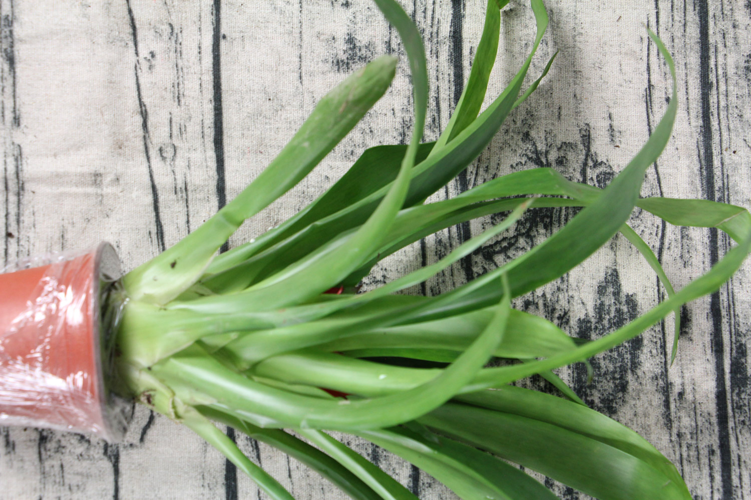 鸿运当头的虫害及预防和治疗办法