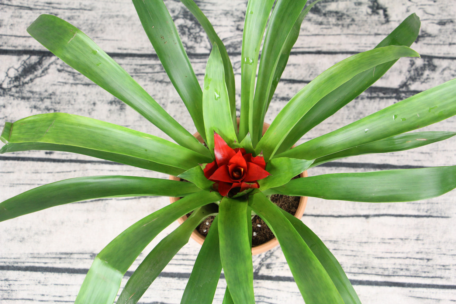 鸿运当头的虫害及预防和治疗办法