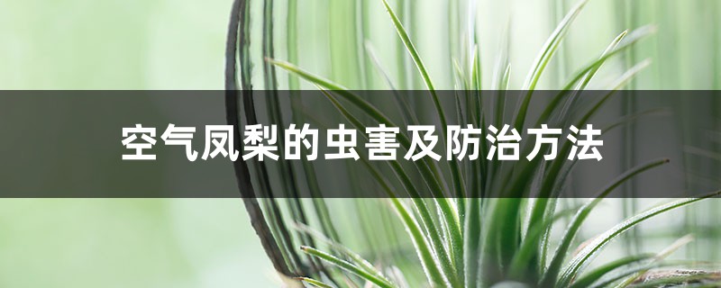 空气凤梨的虫害及预防和治疗办法