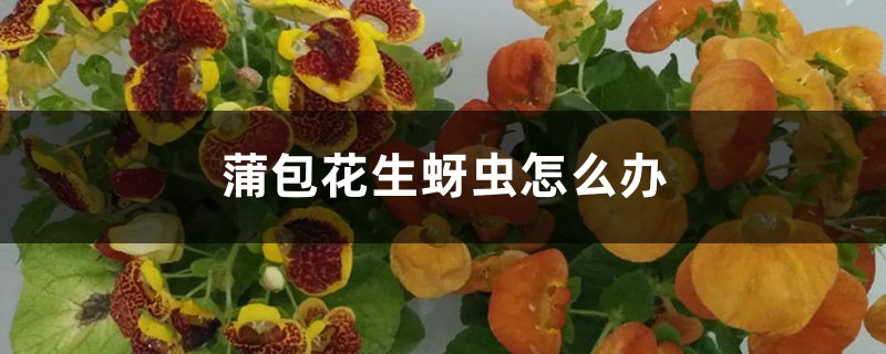 蒲包花生蚜虫如何办