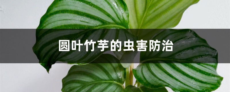 圆叶竹芋的虫害预防和治疗