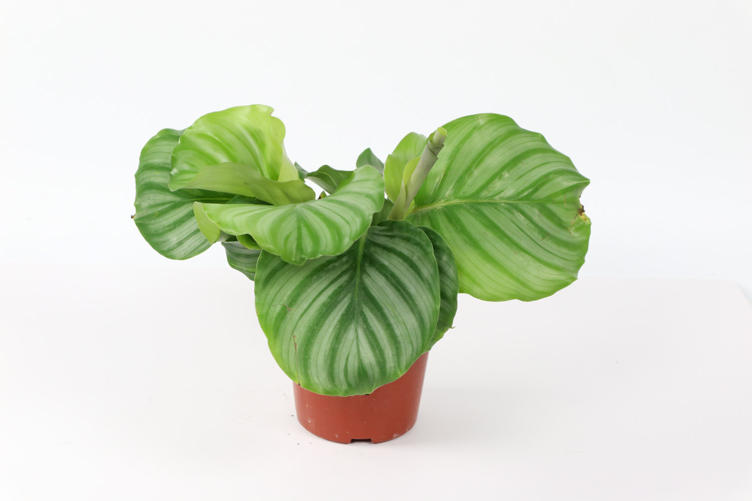 圆叶竹芋的虫害预防和治疗