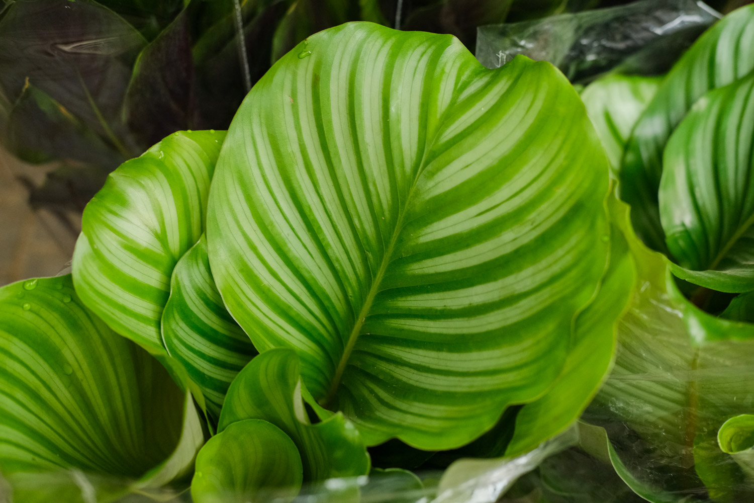 圆叶竹芋的虫害预防和治疗