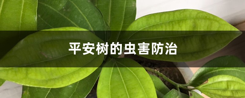 平安树的虫害预防和治疗
