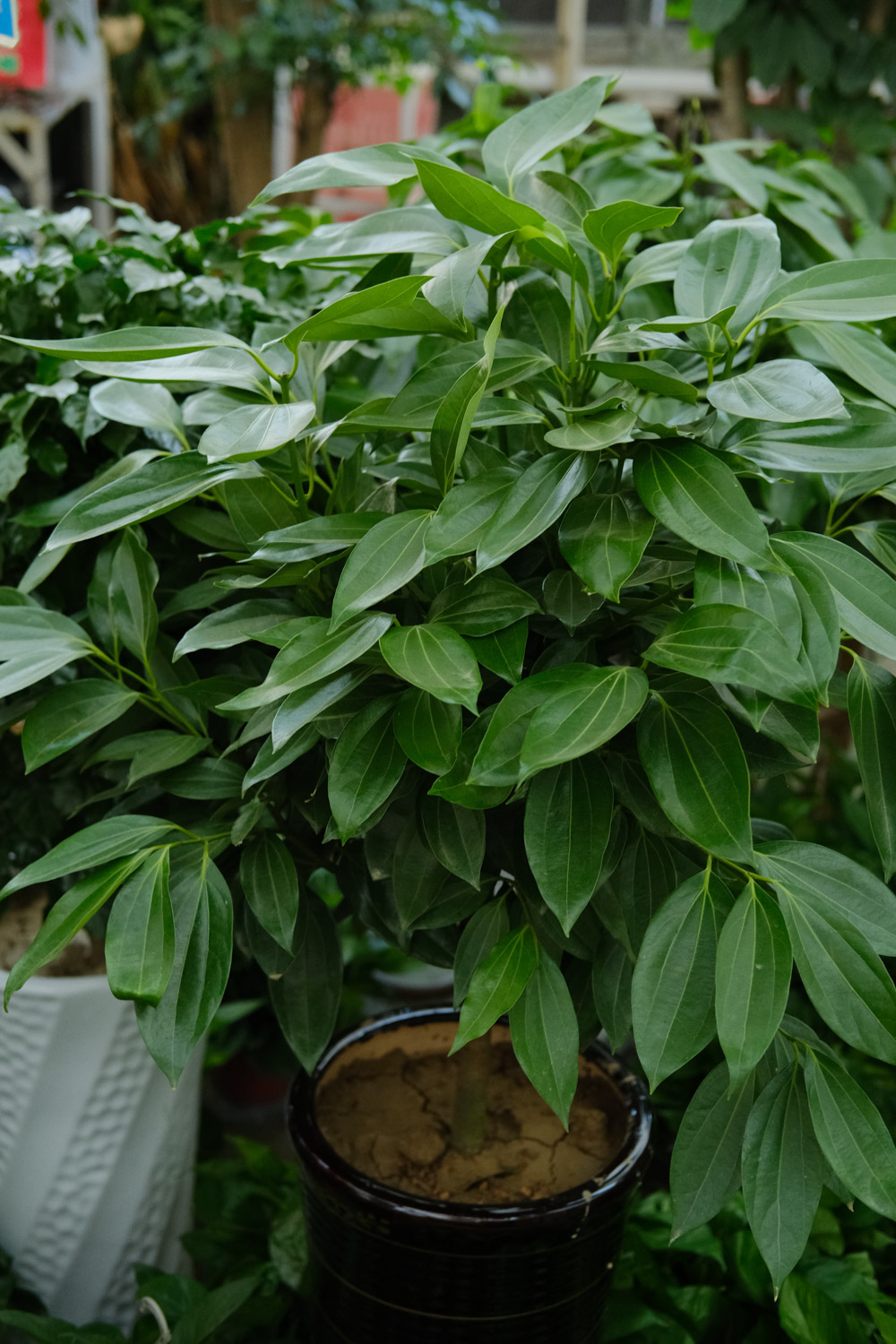 平安树的虫害预防和治疗